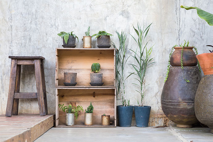 Shelves with plants